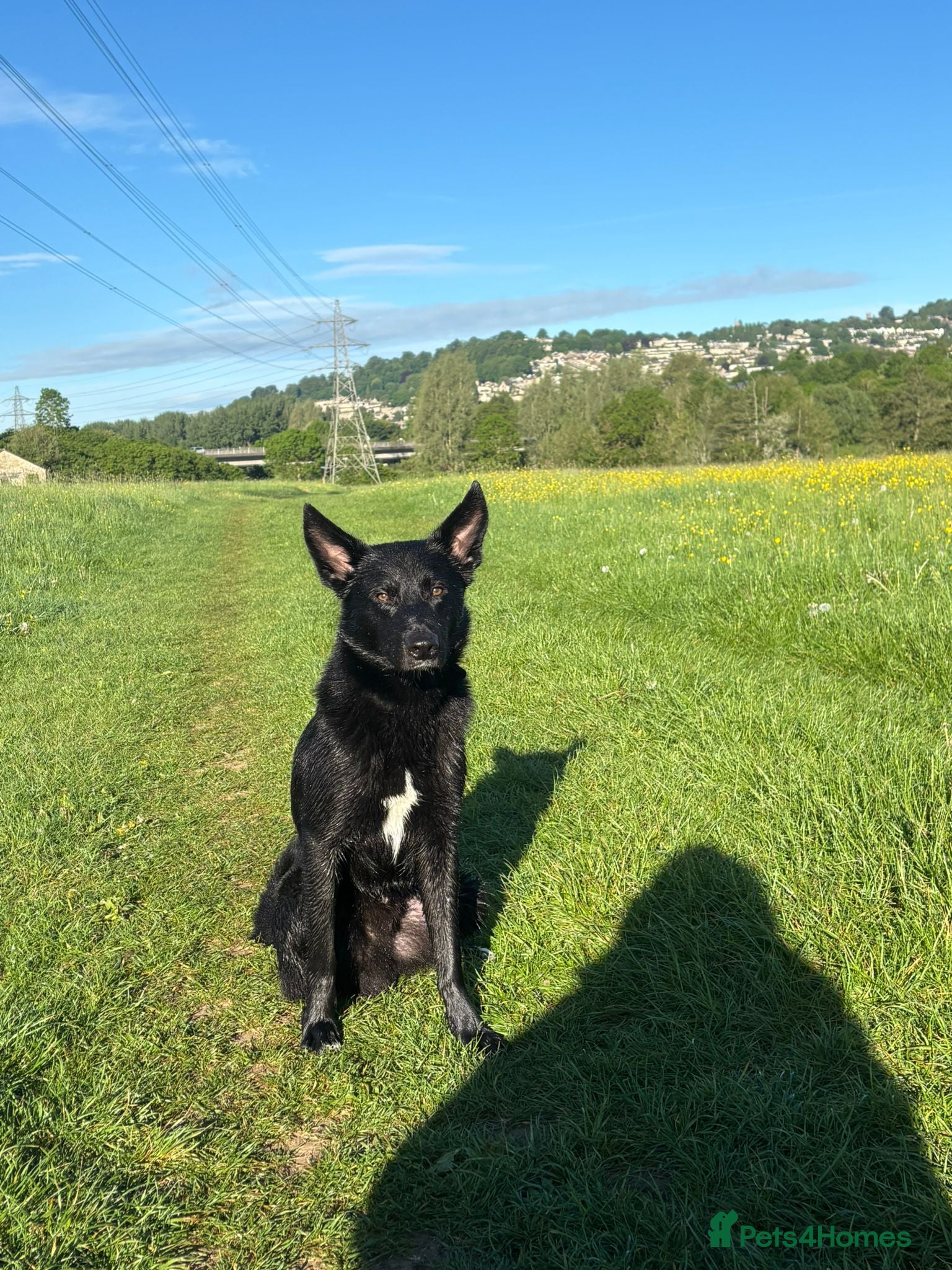 Mixed Breed dogs Koba 1 year old - Advert 9