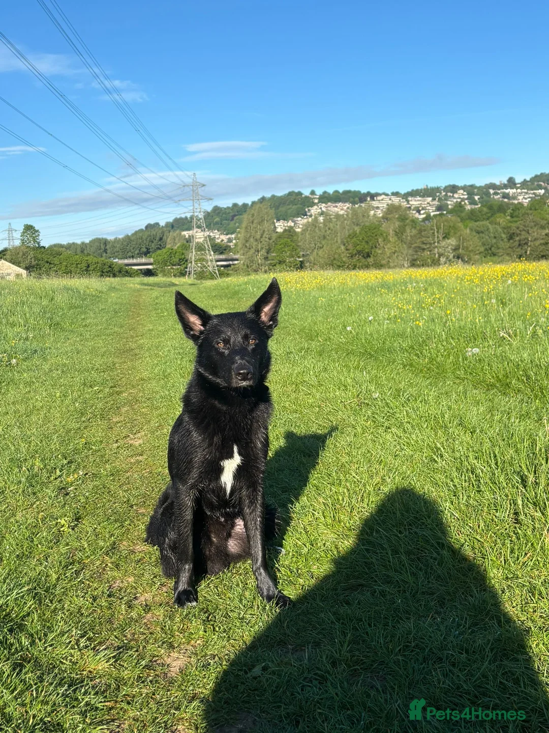 Mixed Breed dogs for sale: Koba 1 year old in Bath - Advert 1