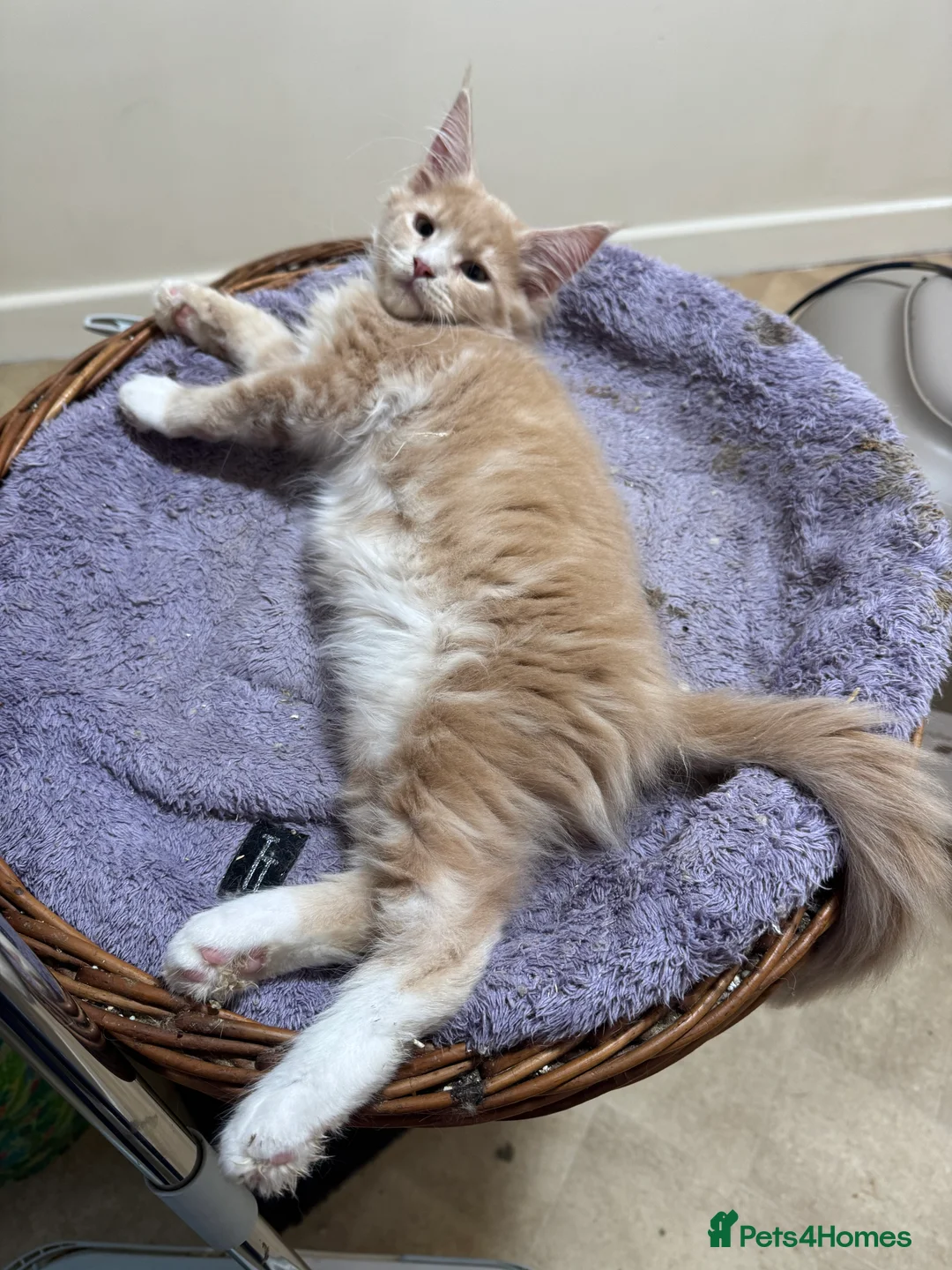 Maine Coon cats for sale: GCCF REGISTERED PEDIGREE  READY TO LEAVE HOME NOW  - Advert 1