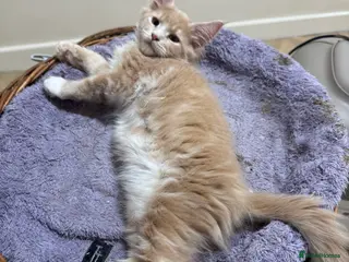 Maine Coon cats GCCF REGISTERED PEDIGREE READY TO LEAVE HOME NOW - Advert 12