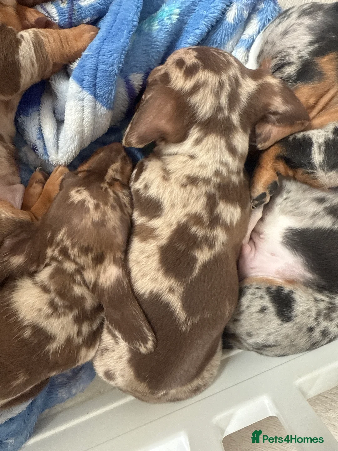 Miniature Dachshund dogs for sale: Mini dashund puppies  in Basingstoke - Advert 2