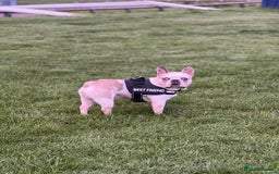 French Bulldog dogs for stud: STUD - Chunkz  - Advert 1