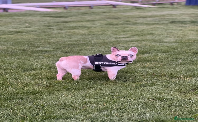 French Bulldog dogs STUD - Chunkz  - Advert 1