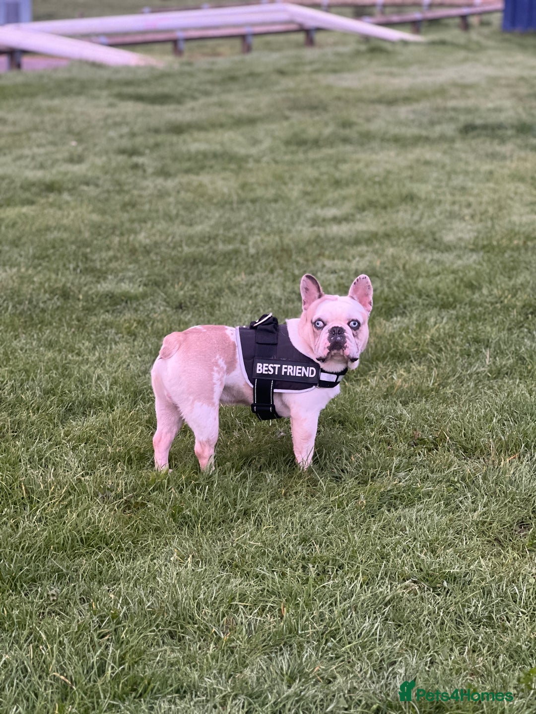 French Bulldog dogs for stud: STUD - Chunkz  - Advert 1