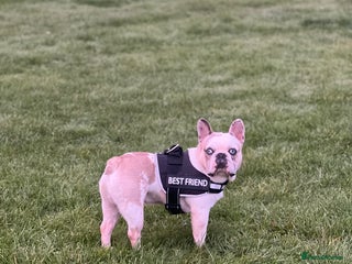 French Bulldog dogs STUD - Chunkz - Advert 5