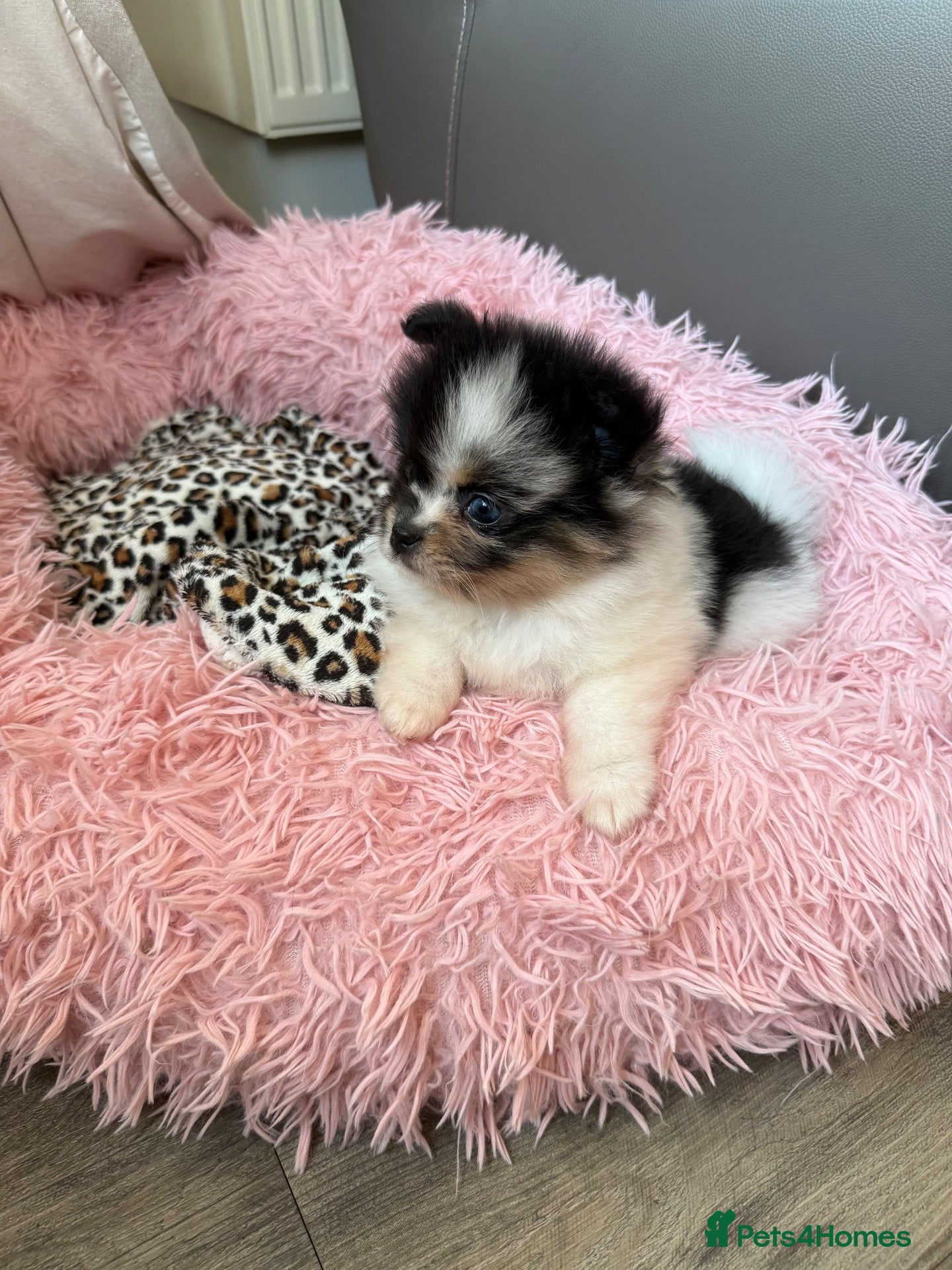Pomeranian dogs Unique Parti tan Merle blue eye 💎🐼 - Advert 4
