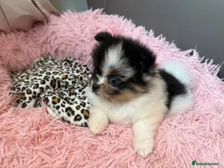 Pomeranian dogs Unique Parti tan Merle blue eye 💎🐼 - Advert 4