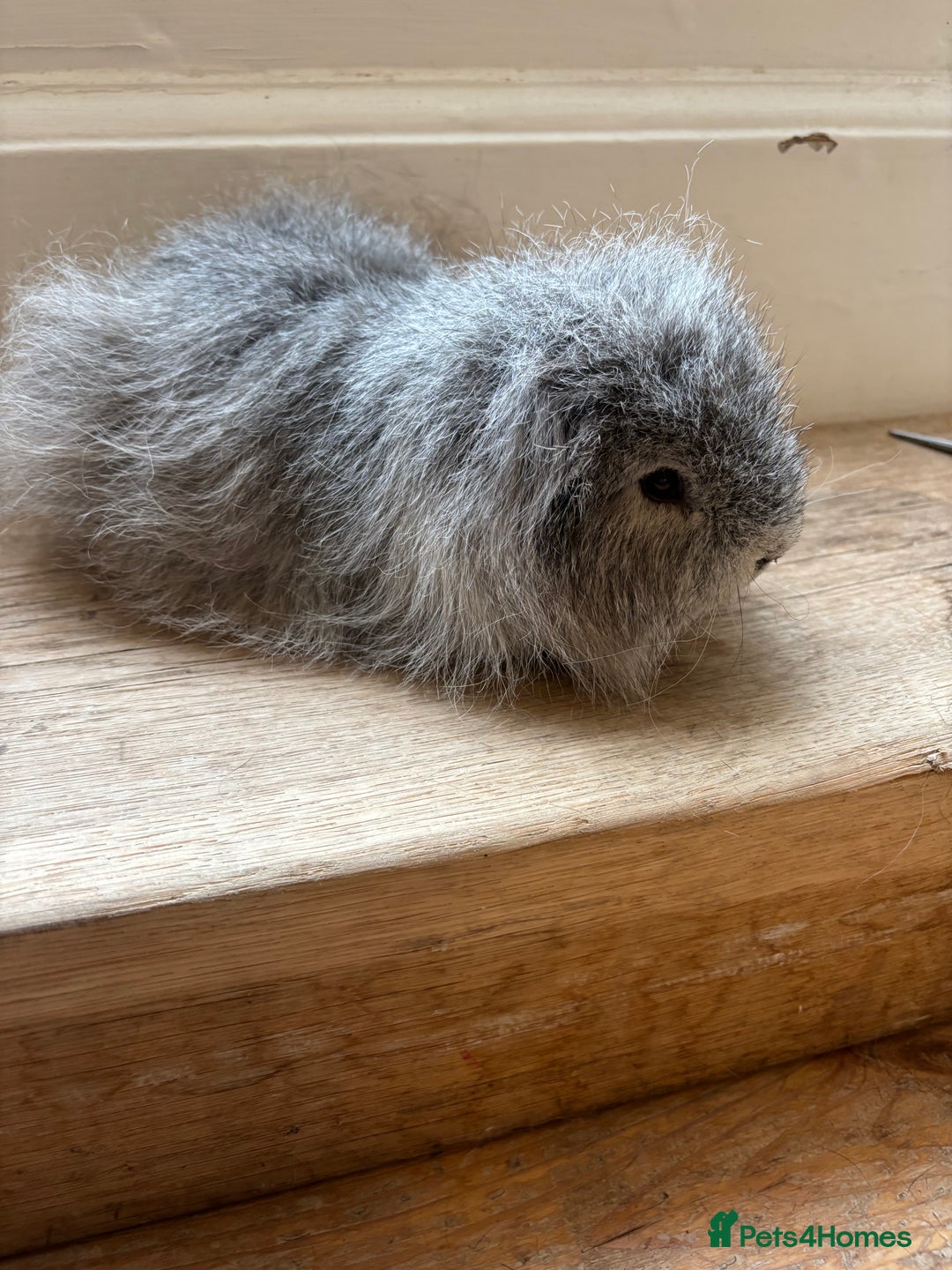 Guinea Pig rodents for sale: Proven Swiss Boar 9 months and son - Advert 3