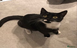 Domestic Shorthair cats for adoption: Sasparilla - Image 3