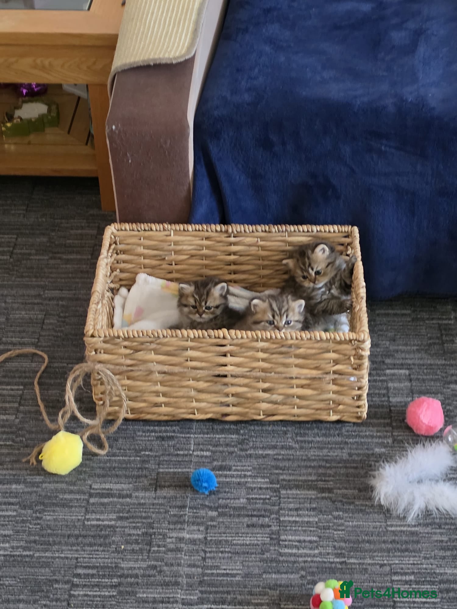 British Shorthair cats British shorthair - Advert 2