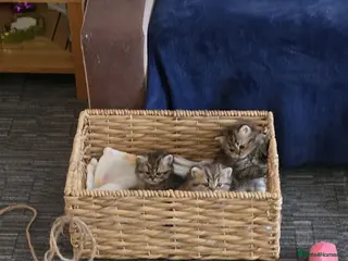 British Shorthair cats British shorthair - Advert 1