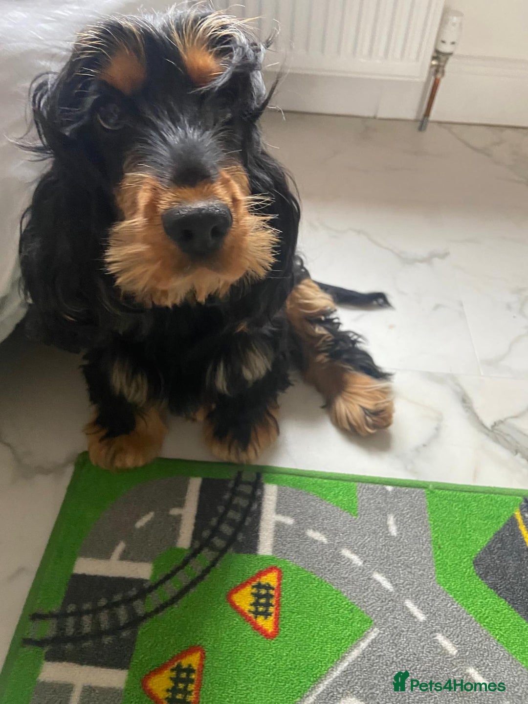 Cocker Spaniel dogs for sale: English Show Cocker Spaniels  - Advert 7