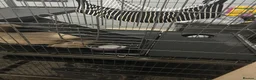 Ferret rodents for sale: 2 ferrets in Liverpool - Advert 5