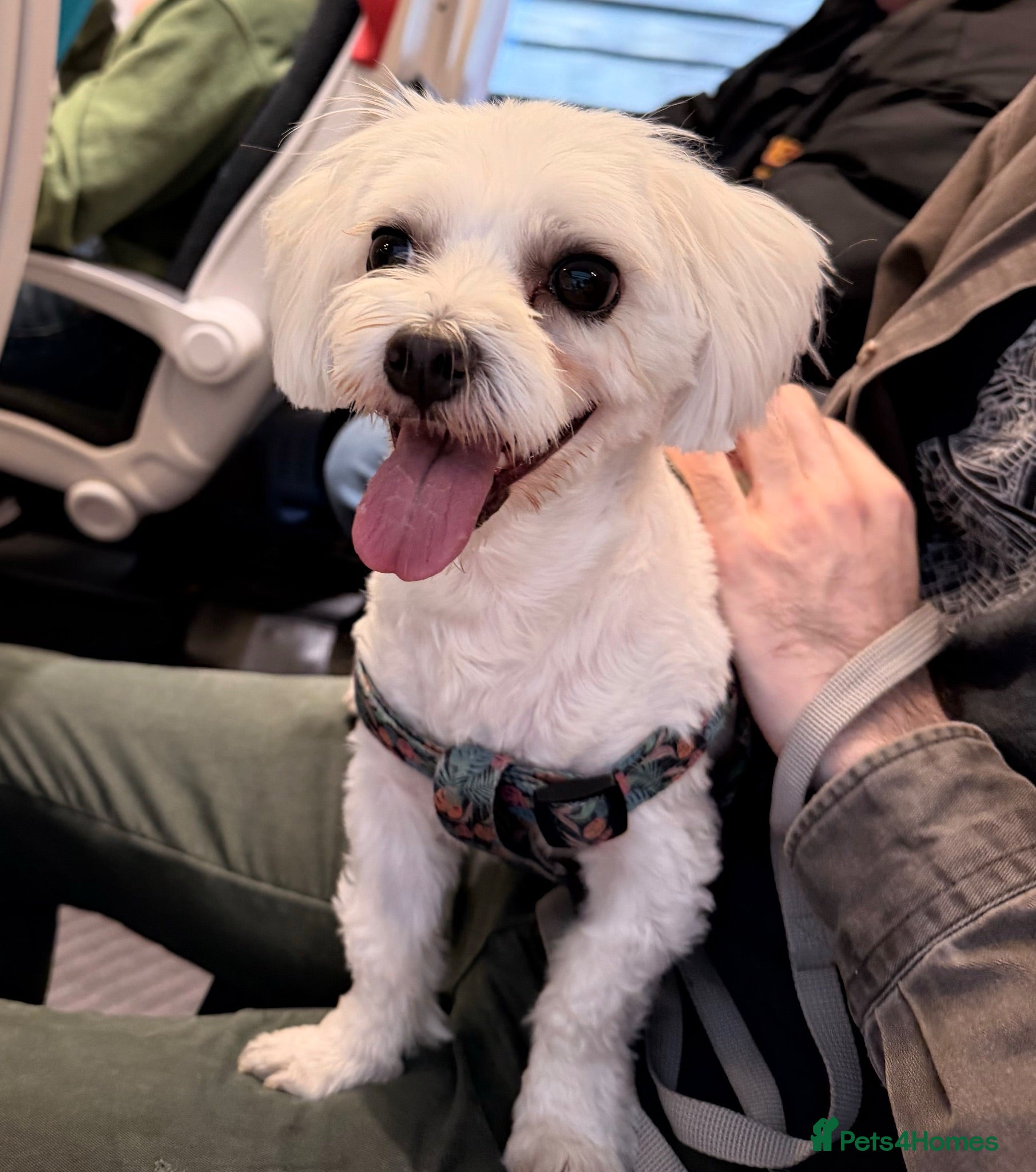 Maltese dogs Loving Home Wanted for Henry–Beautiful Maltese Boy - Advert 13