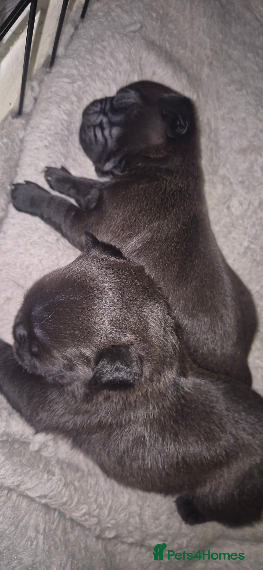 Pug dogs for sale: Beautiful pugs puppies - Image 4
