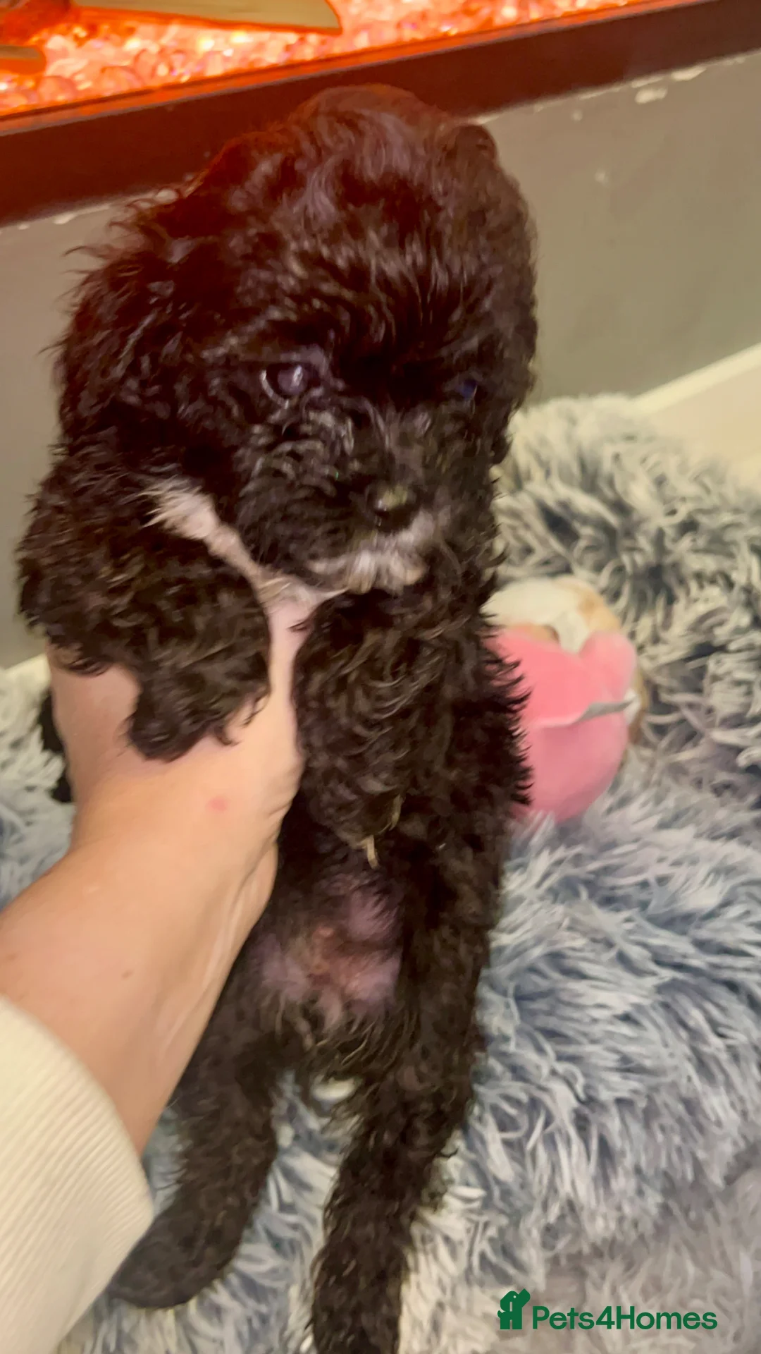 Shihpoo dogs for sale: Toy Shihpoo puppies,Very rare colours 2 BOYS LEFT - Advert 2