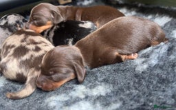 Miniature Dachshund dogs for sale: Miniature Dachshund Puppies For Sale  - Image 7