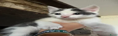 Spot 