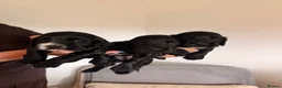 Cocker Spaniel dogs for sale: Kennel Club Registered Cocker Spaniel boy puppies. - Advert 10