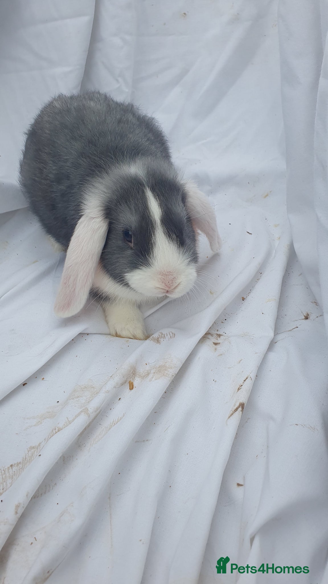Mixed Breed rabbits Baby rabbits mini lop  - Advert 11