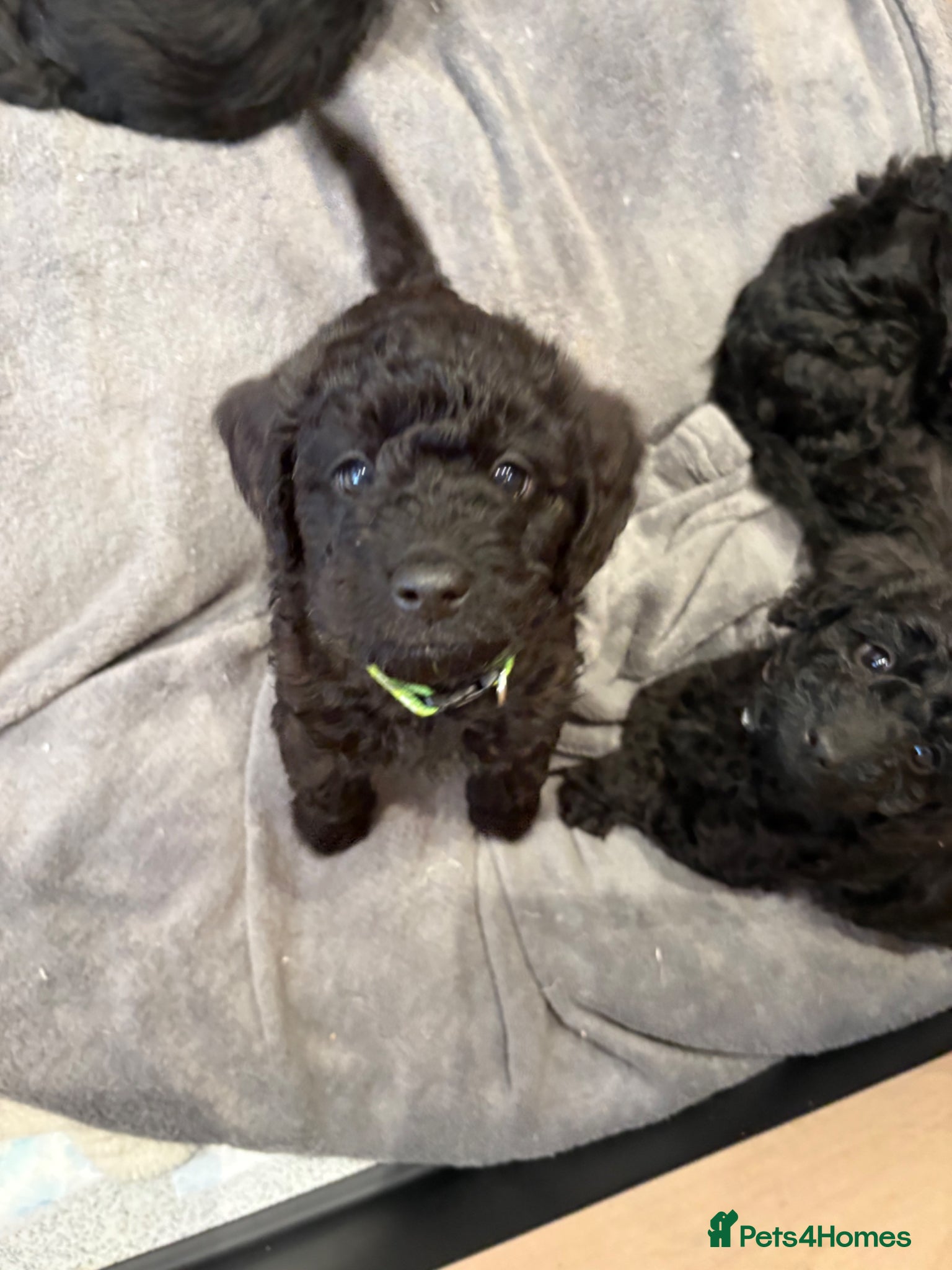 Labradoodle dogs 🐾🐾Amazing Miniature labradoodle 💝 - Advert 4