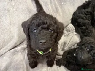 Labradoodle dogs 🐾🐾Amazing Miniature labradoodle 💝 - Advert 4