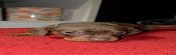 Miniature Dachshund dogs for sale: Miniature Dachshund  in Denny - Advert 8