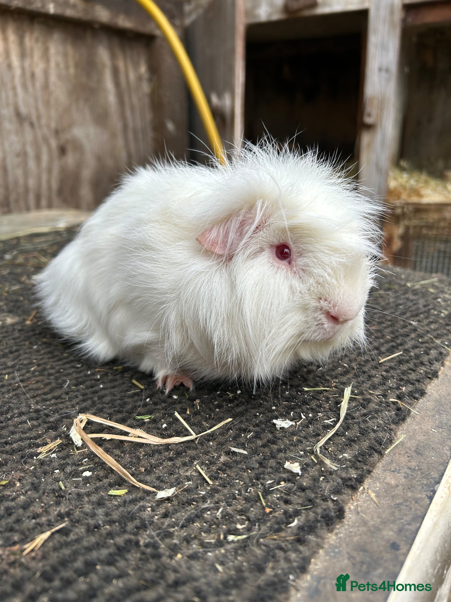 Guinea Pig rodents Friendly guinea pigs - Advert 5