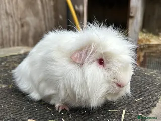 Guinea Pig rodents Friendly guinea pigs - Advert 1
