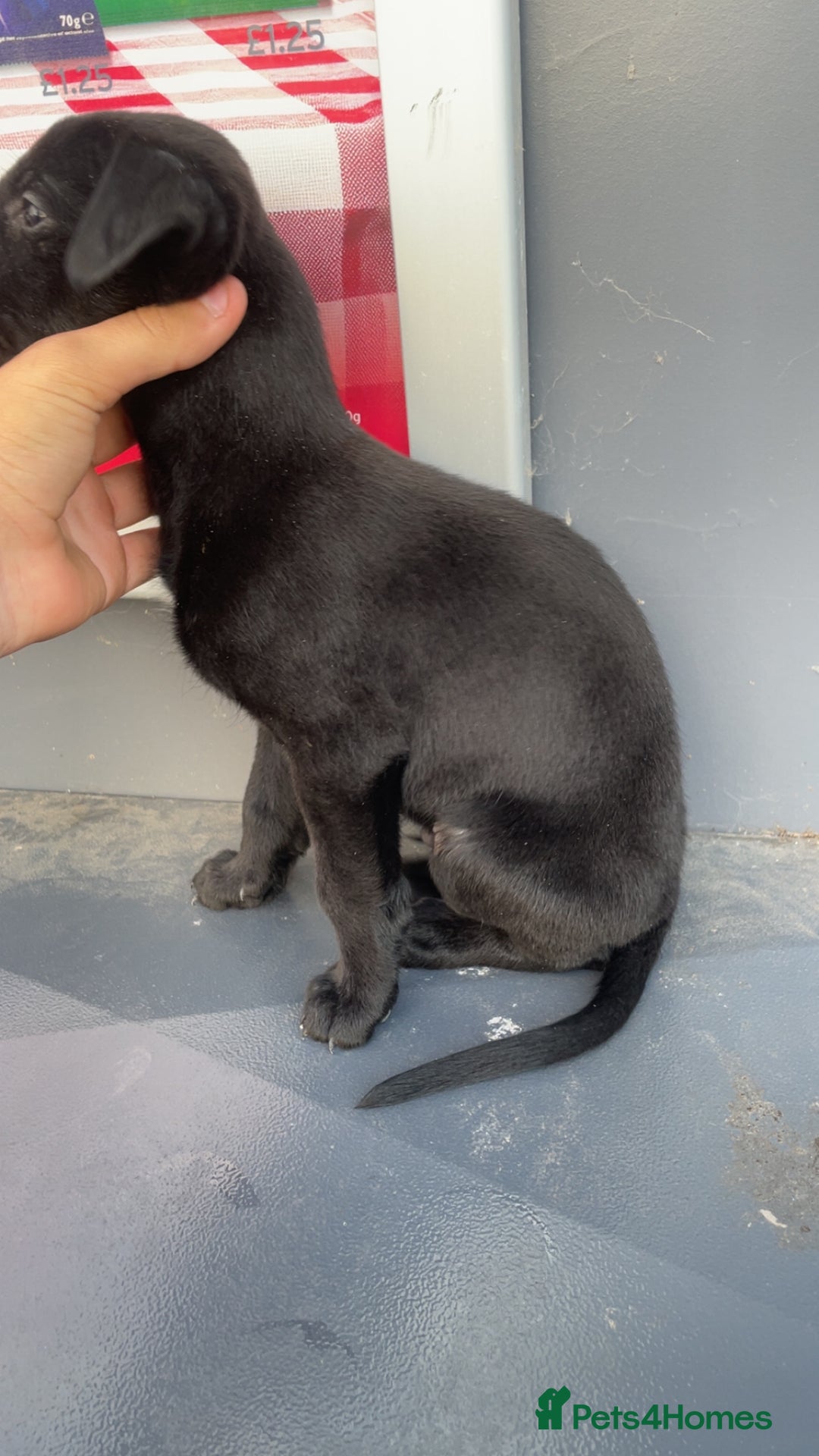 Mixed Breed dogs for sale: Lurcher puppy  - Image 1