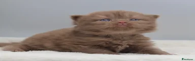 British Longhair male 1