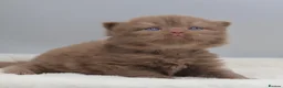 British Shorthair cats for sale: PEDIGREE BRITISH SHORTHAIR KITTENS - Advert 15