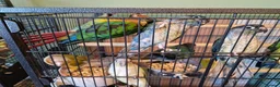Conures birds for sale: Semi tame conures  - Advert 2