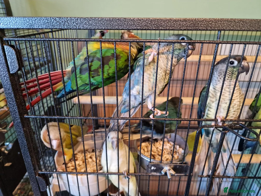 Conures birds for sale: Semi tame conures  - Advert 2