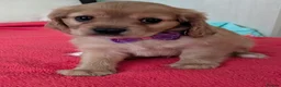Cavapoo dogs for sale: F1B Cavapoo Puppies Health Tested KC Parents - Advert 28