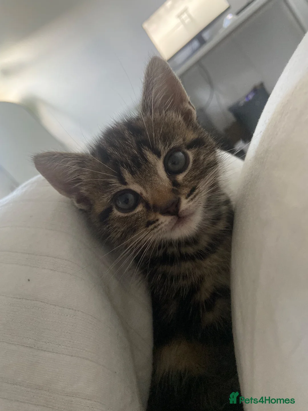 Domestic Shorthair cats for sale: domestic short hair kitten in Swindon - Advert 1
