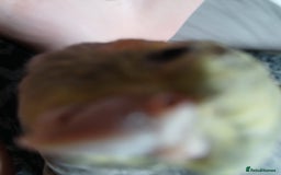 Cockatiels birds for sale: Hand tame pied cockatiel  - Advert 2