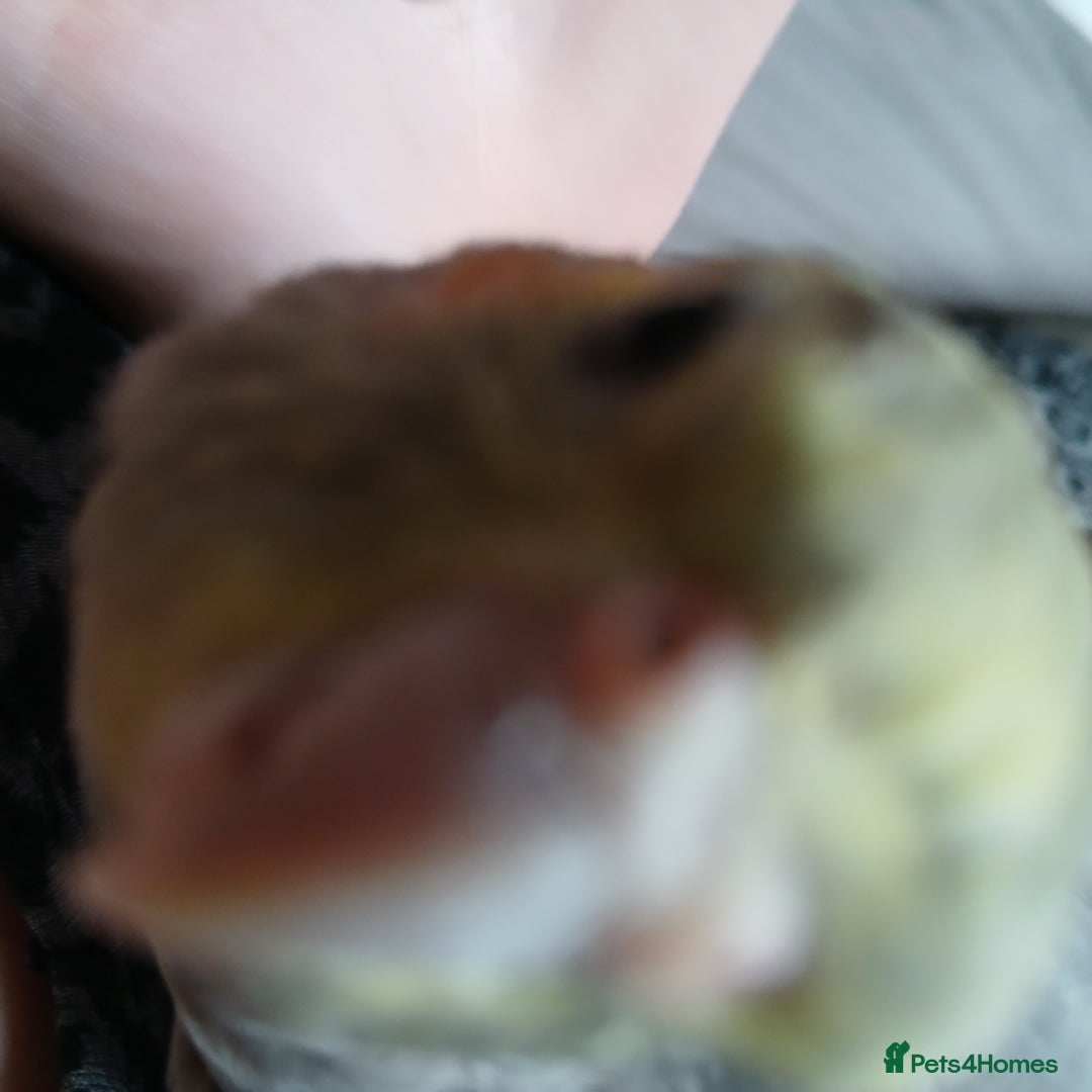 Cockatiels birds for sale: Hand tame pied cockatiel  - Advert 2