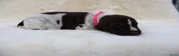 German Wirehaired Pointer dogs for sale: Fantastic working German wire haired pointers  - Advert 16