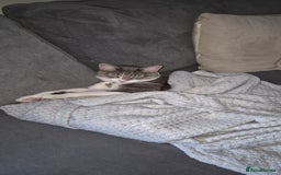 British Shorthair cats for sale: Beautiful grey and white 1 year old cat for sale. - Image 3