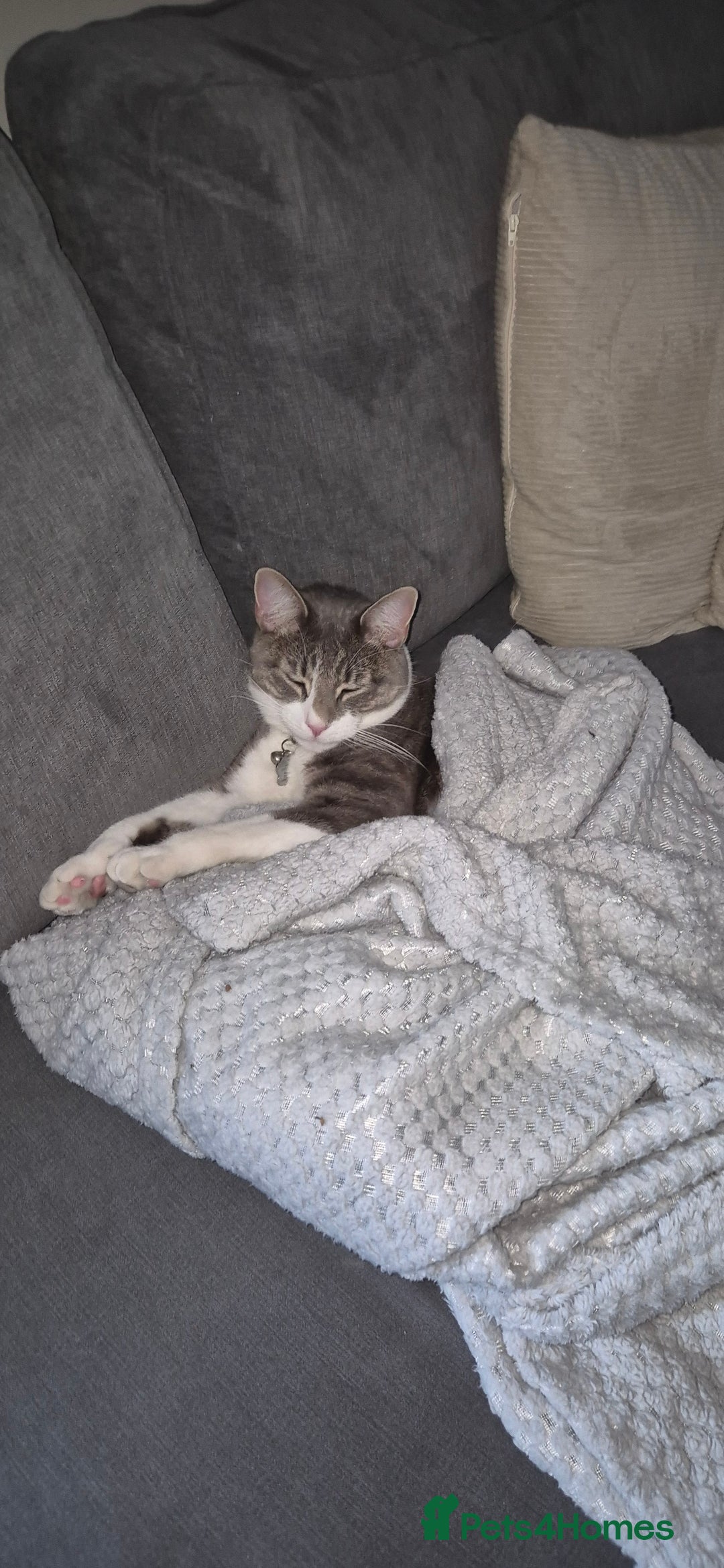 British Shorthair cats for sale: Beautiful grey and white 1 year old cat for sale. - Image 3