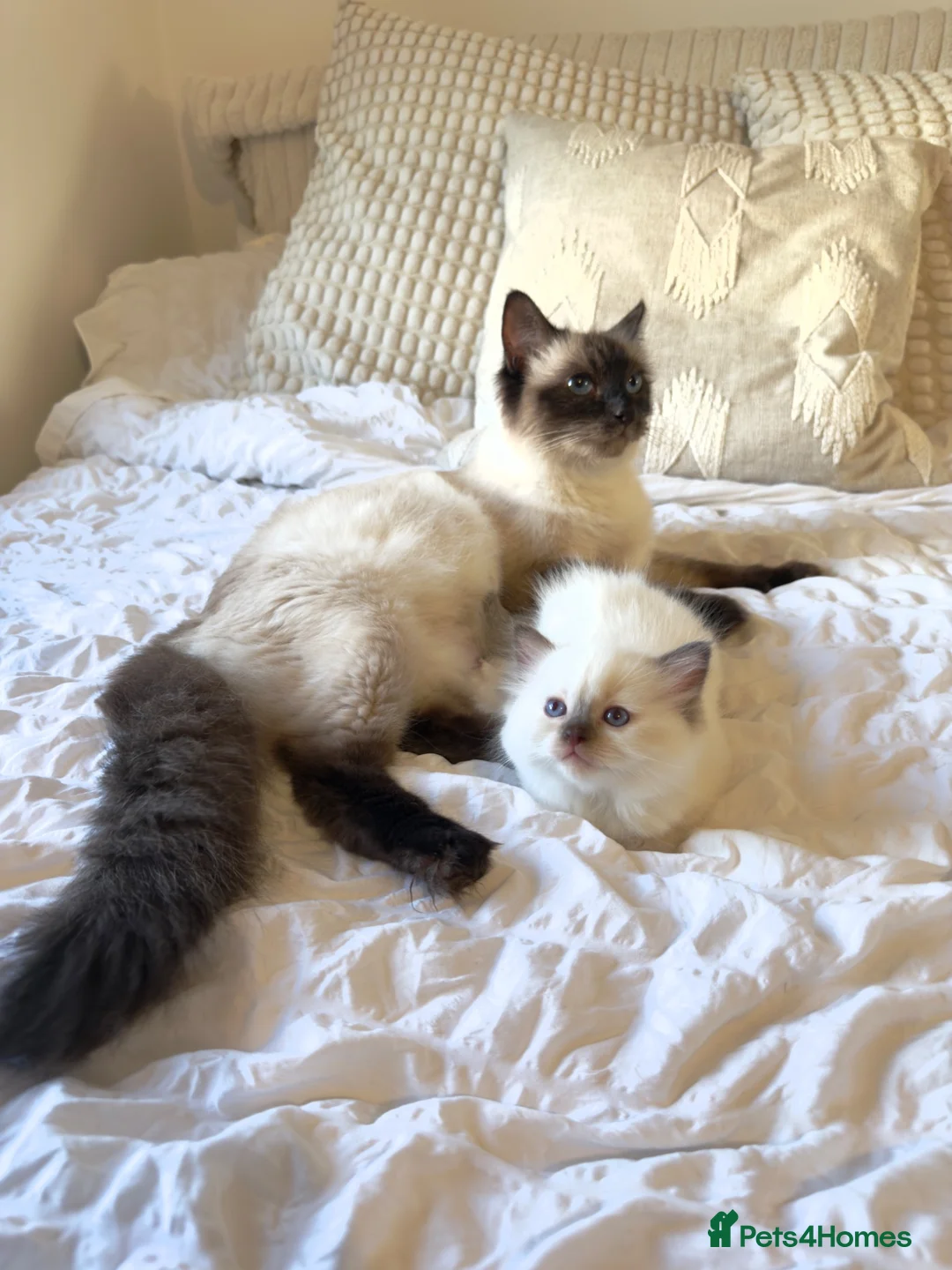 Ragdoll cats for sale: ✨ Beautiful Ragdoll Kittens ✨  - Advert 10
