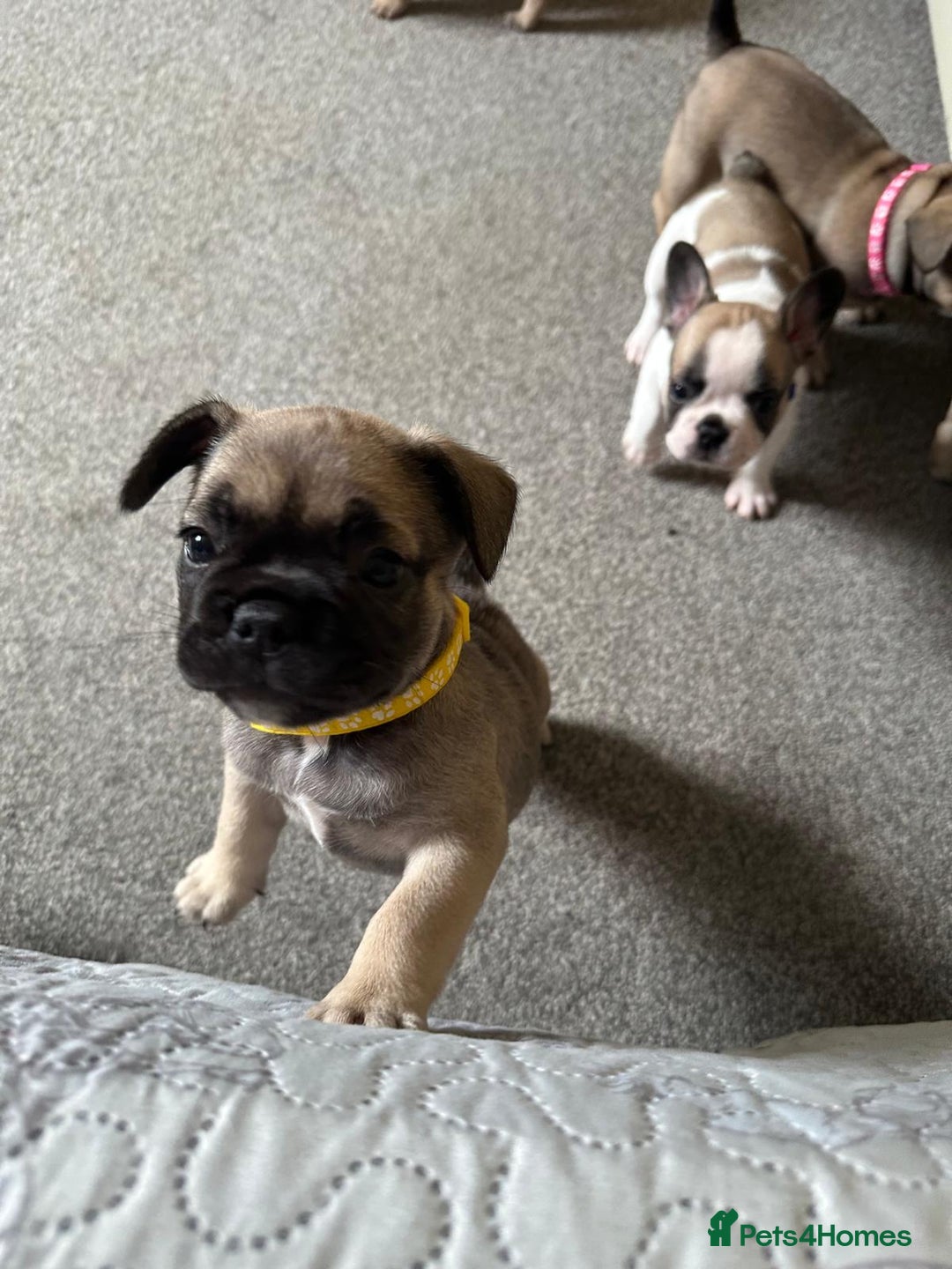 French Bulldog dogs for sale: Amazing french bulldog  - Image 32
