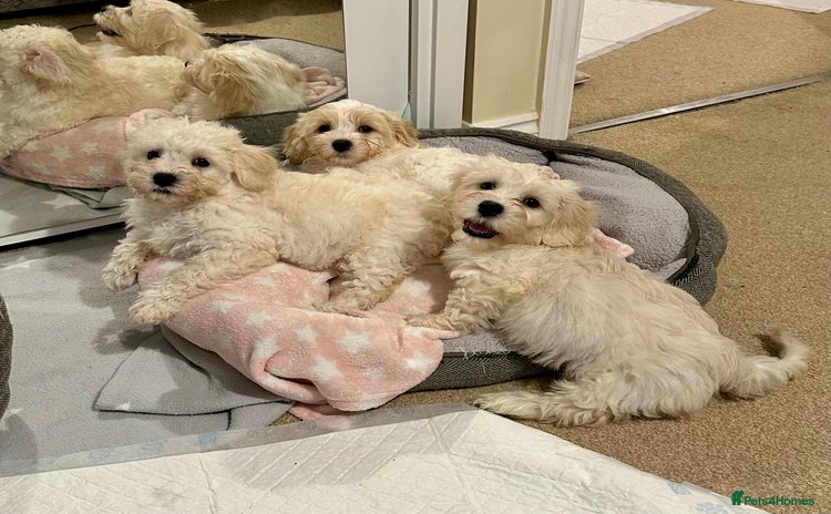 Cavachon dogs - Advert 1