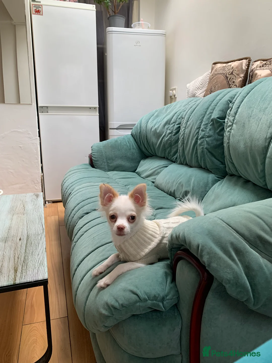 Mixed Breed dogs for sale: Chihuahua - Advert 7
