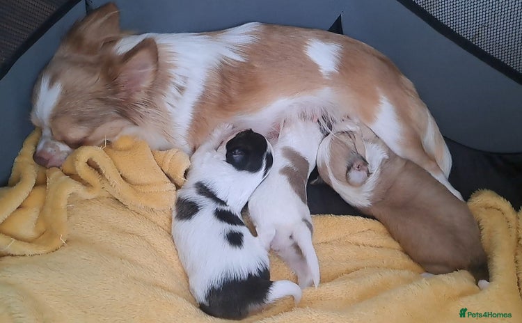 Chihuahua dogs - Advert 1
