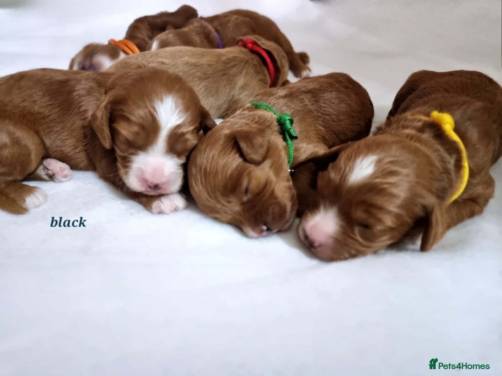 Cavapoo dogs Beautiful Cavapoo F1 puppies  - Advert 10