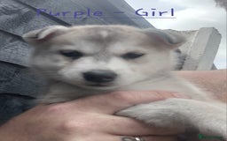 Mixed Breed dogs for sale: Shepsky  - Image 3