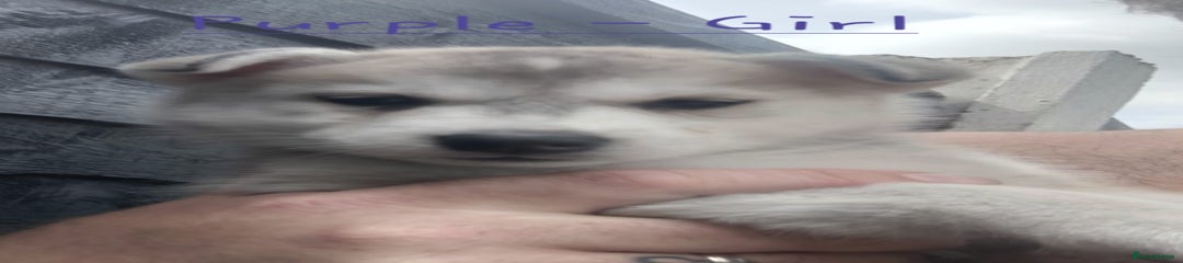 Purple Girl