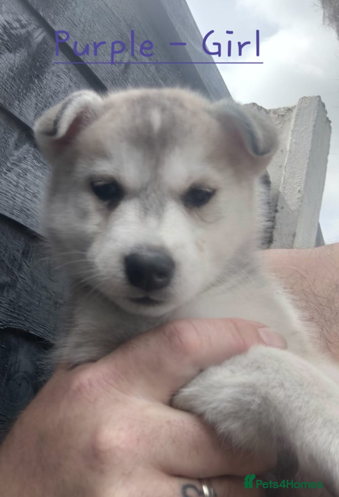 Mixed Breed dogs for sale: Shepsky  - Image 3